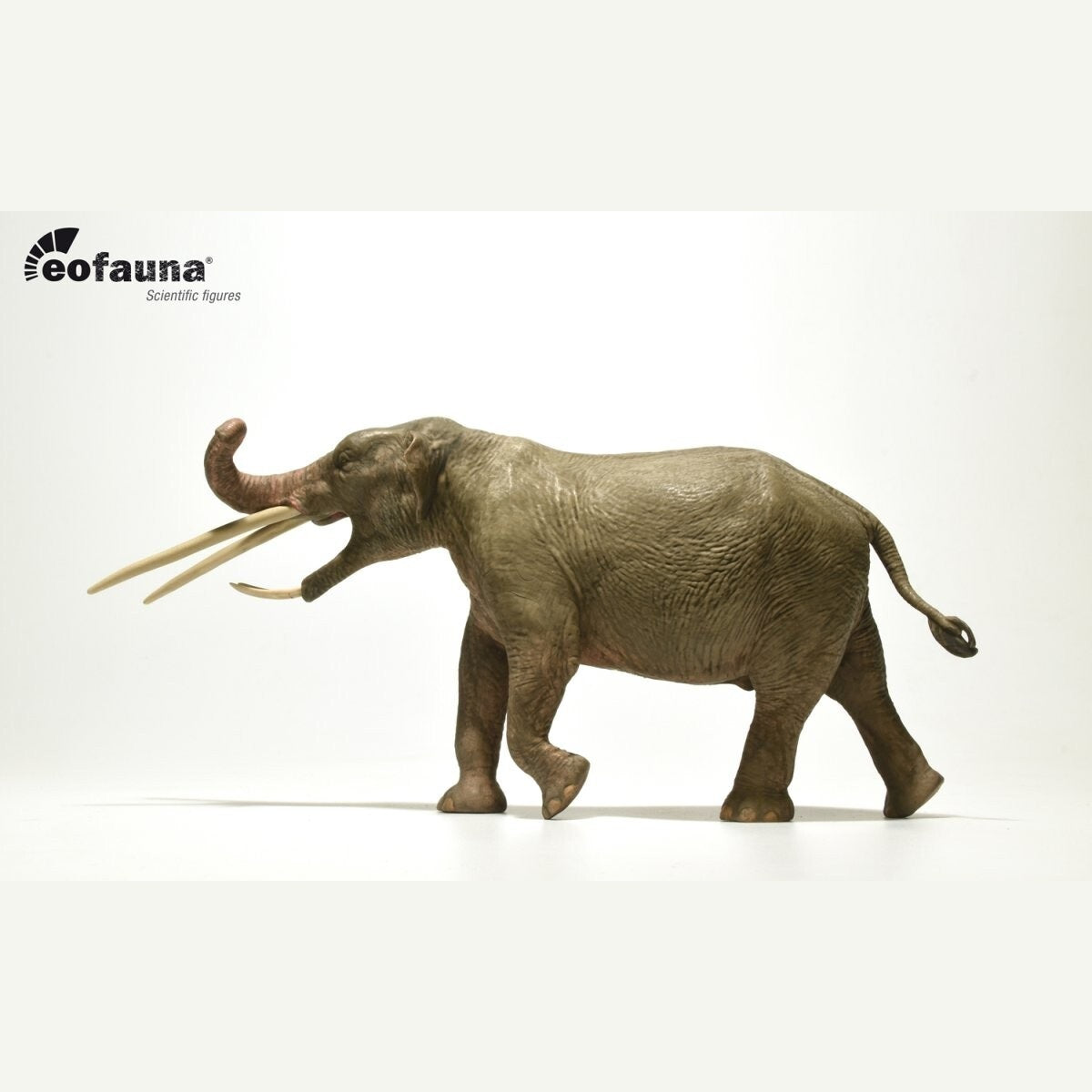 Eofauna 08 Konobelodon atticus