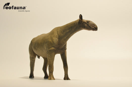 Eofauna 14 Paraceratherium grangeri