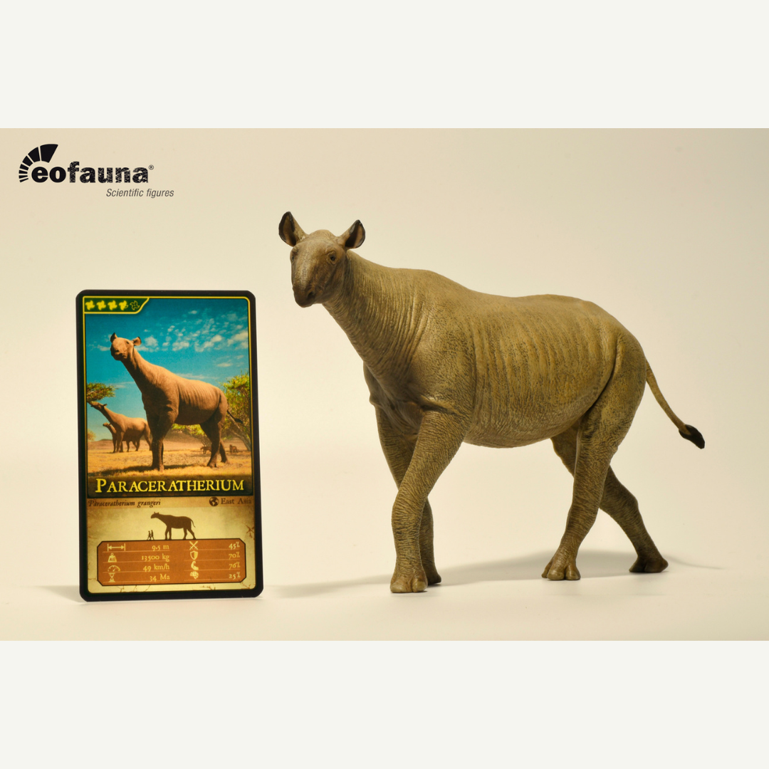 Eofauna 14 Paraceratherium grangeri