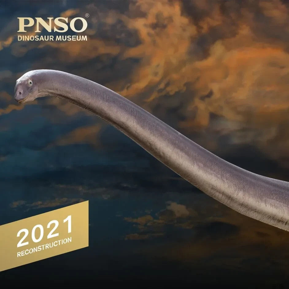 PNSO 2021 Erma il Mamenchisaurus dinosauro linea museale in scala 1:45