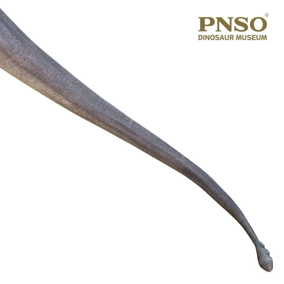 PNSO 2021 Erma il Mamenchisaurus dinosauro linea museale in scala 1:45