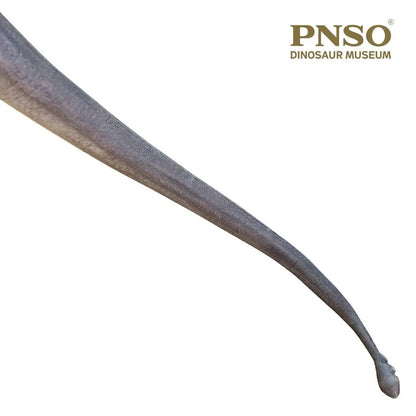 PNSO 2021 Erma il Mamenchisaurus dinosauro linea museale in scala 1:45