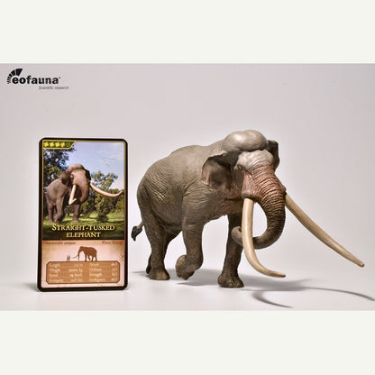 Eofauna 02 Straight-tusked elephant Palaeoloxodon