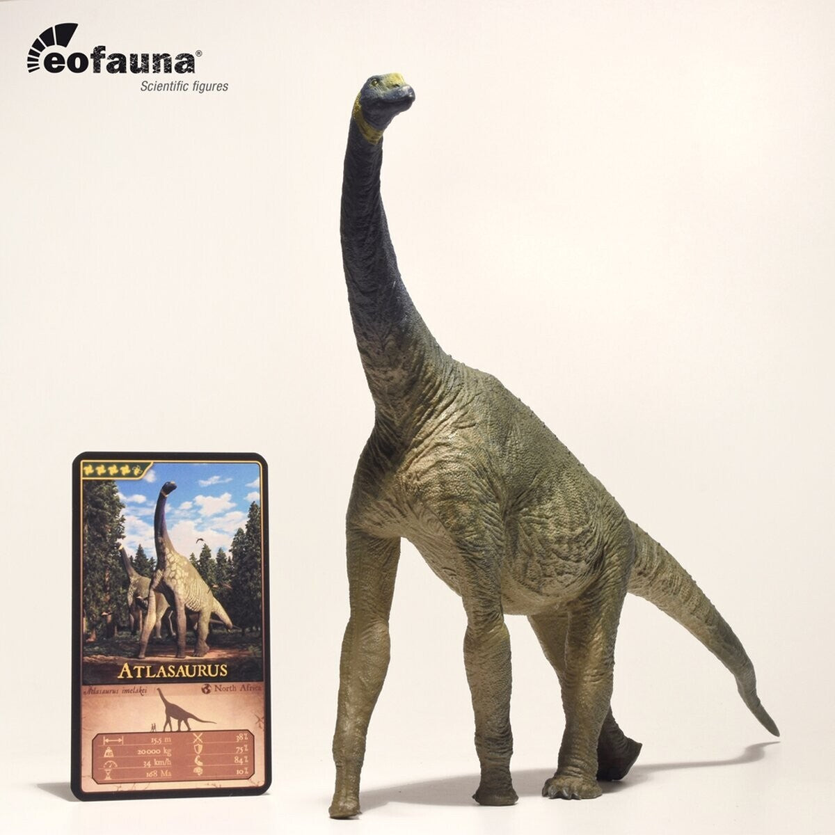 Eofauna Atlasaurus imelakei model 1:40 scale - Modello di Dinosauro sauropode
