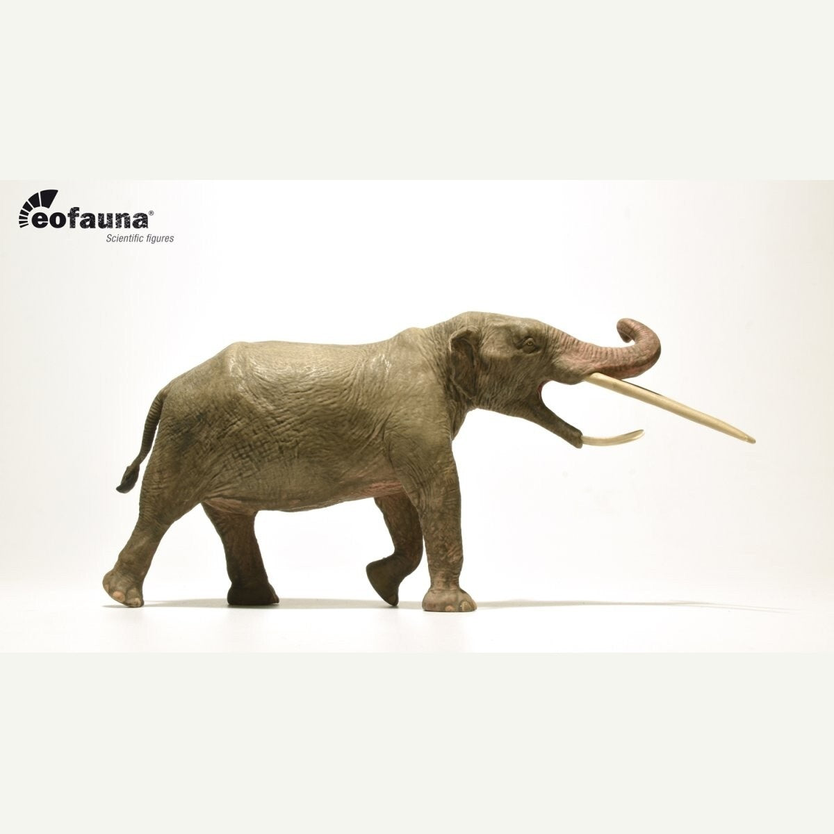 Eofauna 08 Konobelodon atticus