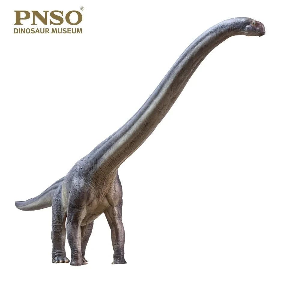 PNSO 2021 Erma il Mamenchisaurus dinosauro linea museale in scala 1:45
