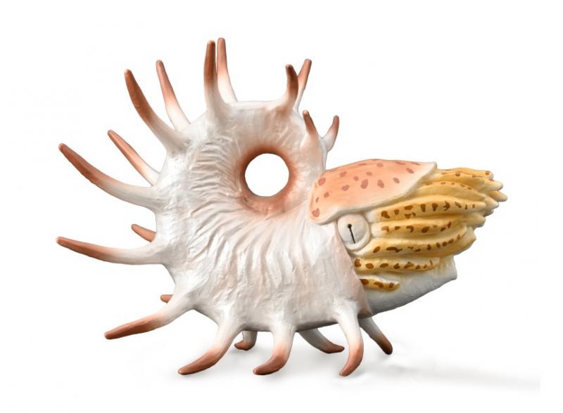 CollectA 88946 Cooperoceras