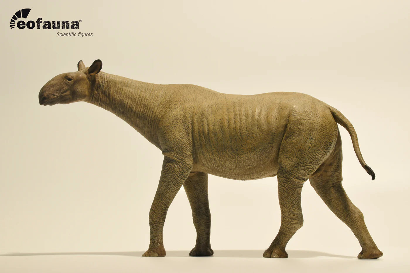 Eofauna 14 Paraceratherium grangeri